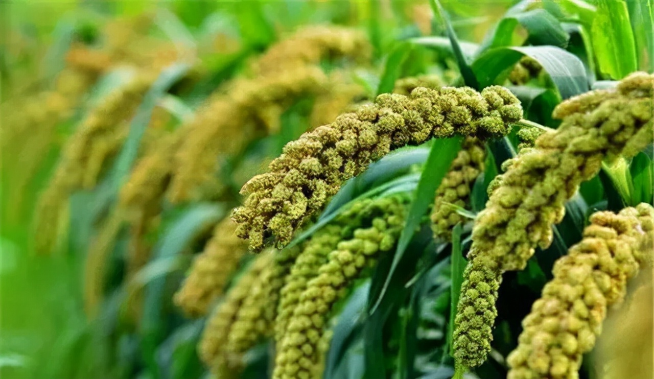 农业种植技术水稻,旱地谷子种植技术规范