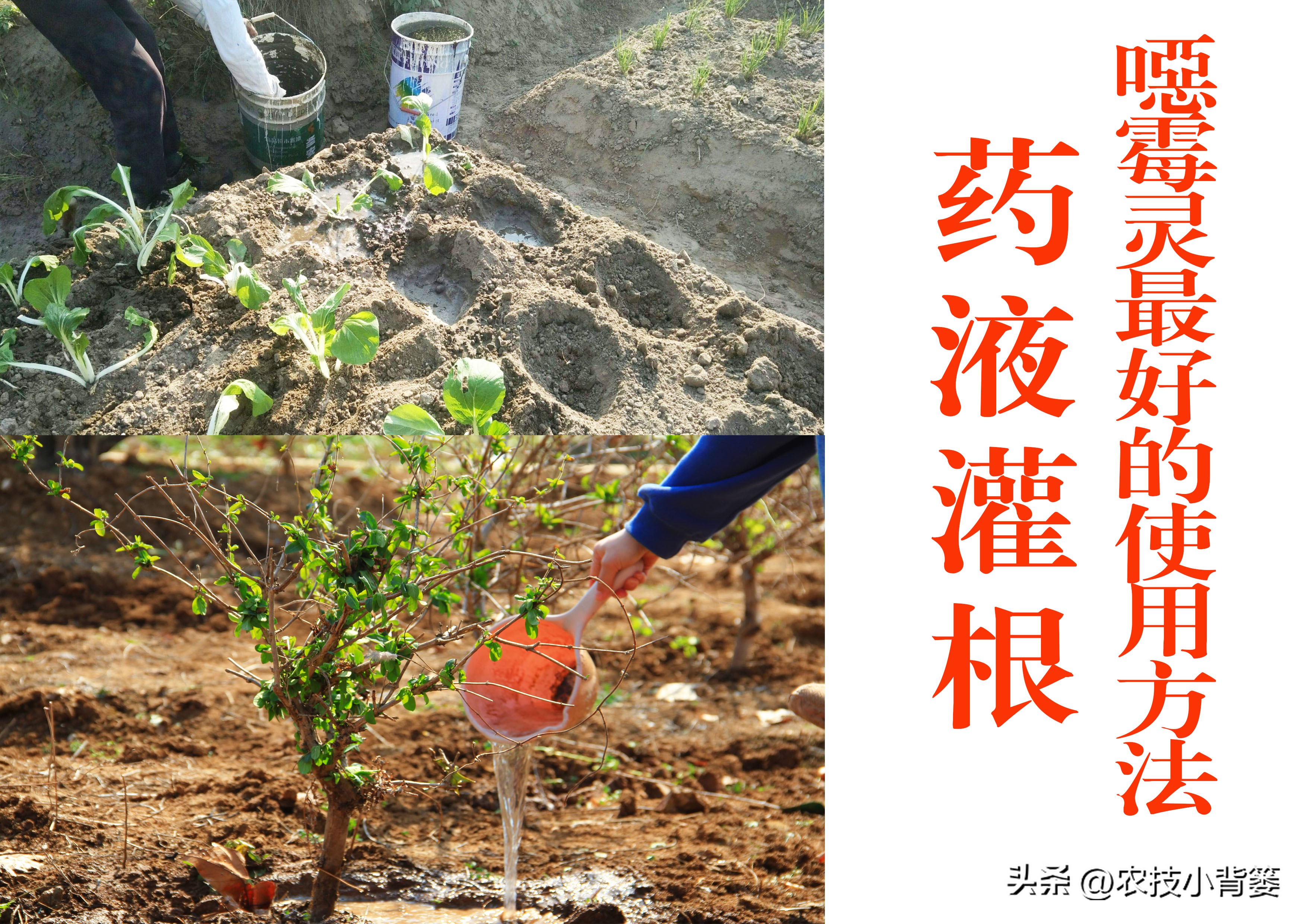 杀菌杀虫生根肥灌根的最佳方案,用杀菌剂真的能治住根部病害吗