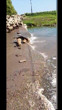 每日一笑游泳教学视频,每日一笑钓鱼片段