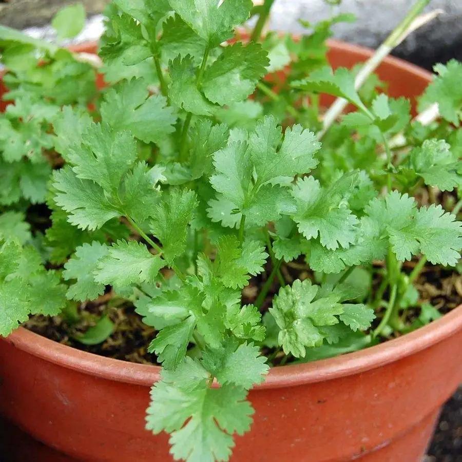 香菜种子能不能直接种植,香菜种子要种植多久才可以吃