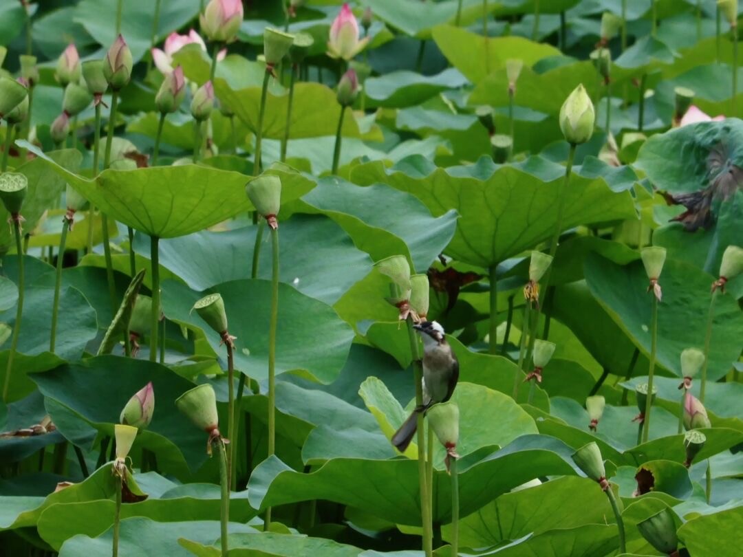 成都荷花最佳观赏地,成都看荷花的景点推荐