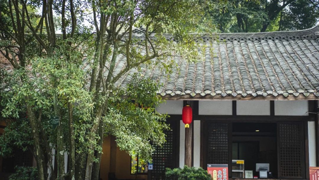 四川哪里可以采摘樱桃,成都周边摘桃攻略