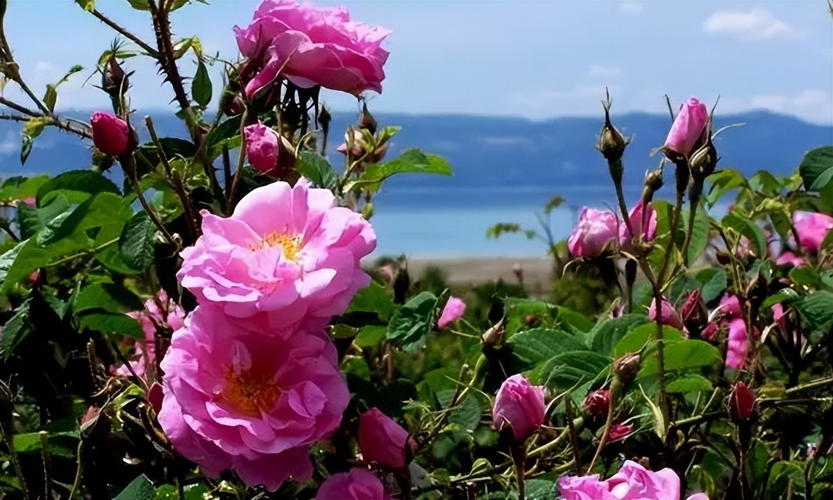 大马士革玫瑰纯露土耳其,大马士革玫瑰纯露去黄
