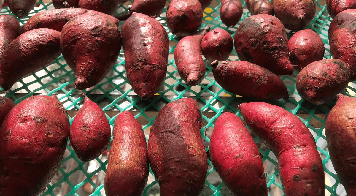 晒红薯干为什么要削皮呢,晒红薯干切完就晒