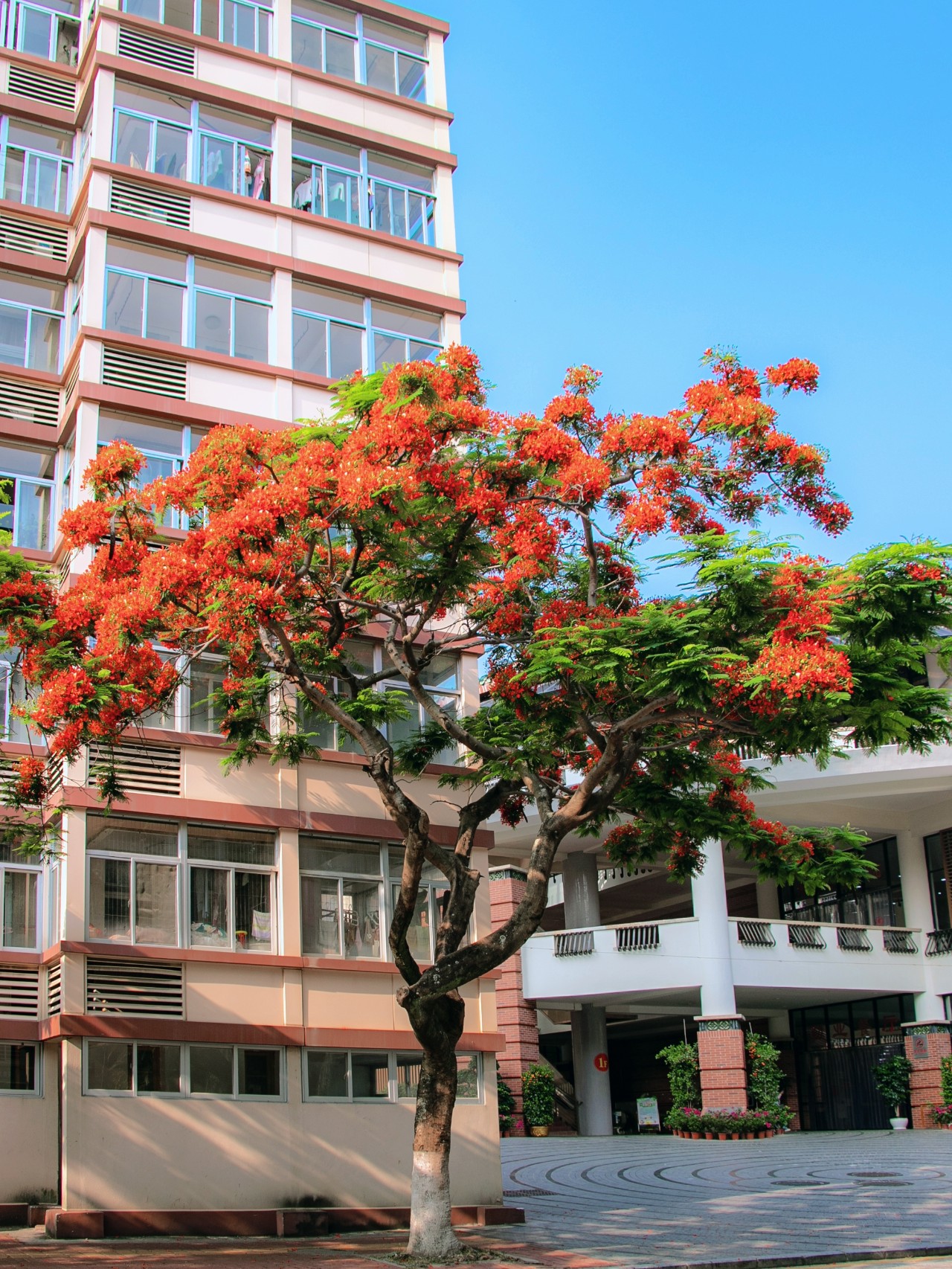 厦大蓝x凤凰花，何止灿烂！