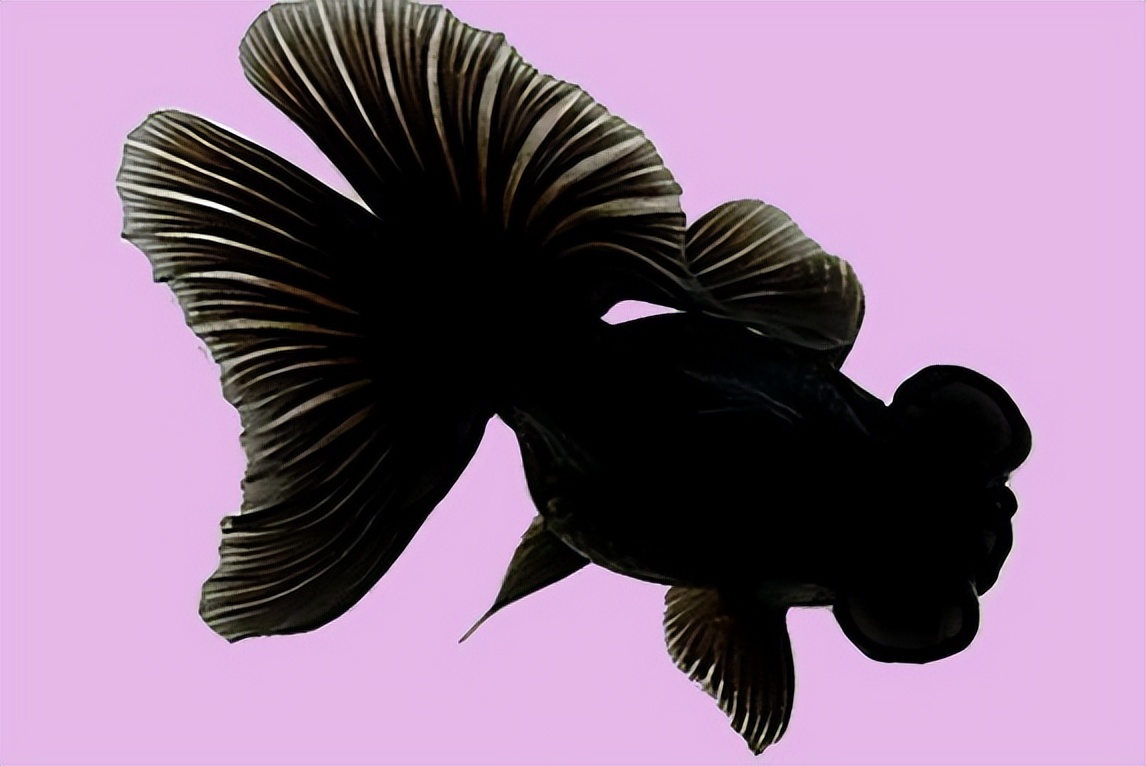 金鱼概述,金鱼图鉴