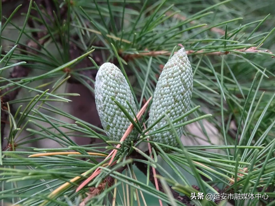 陕西宾馆迎来最佳观花赏景季节,陕西宾馆内景色
