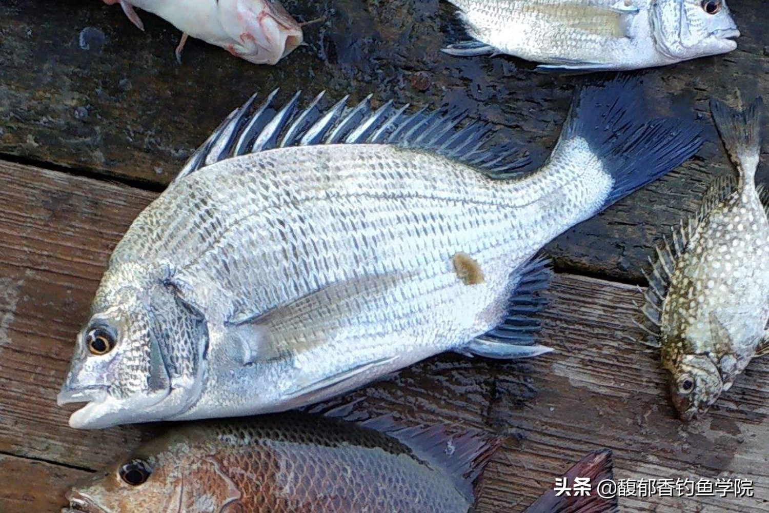 钓海鱼用什么鱼饵最好,钓海鱼鱼饵什么比较好吃