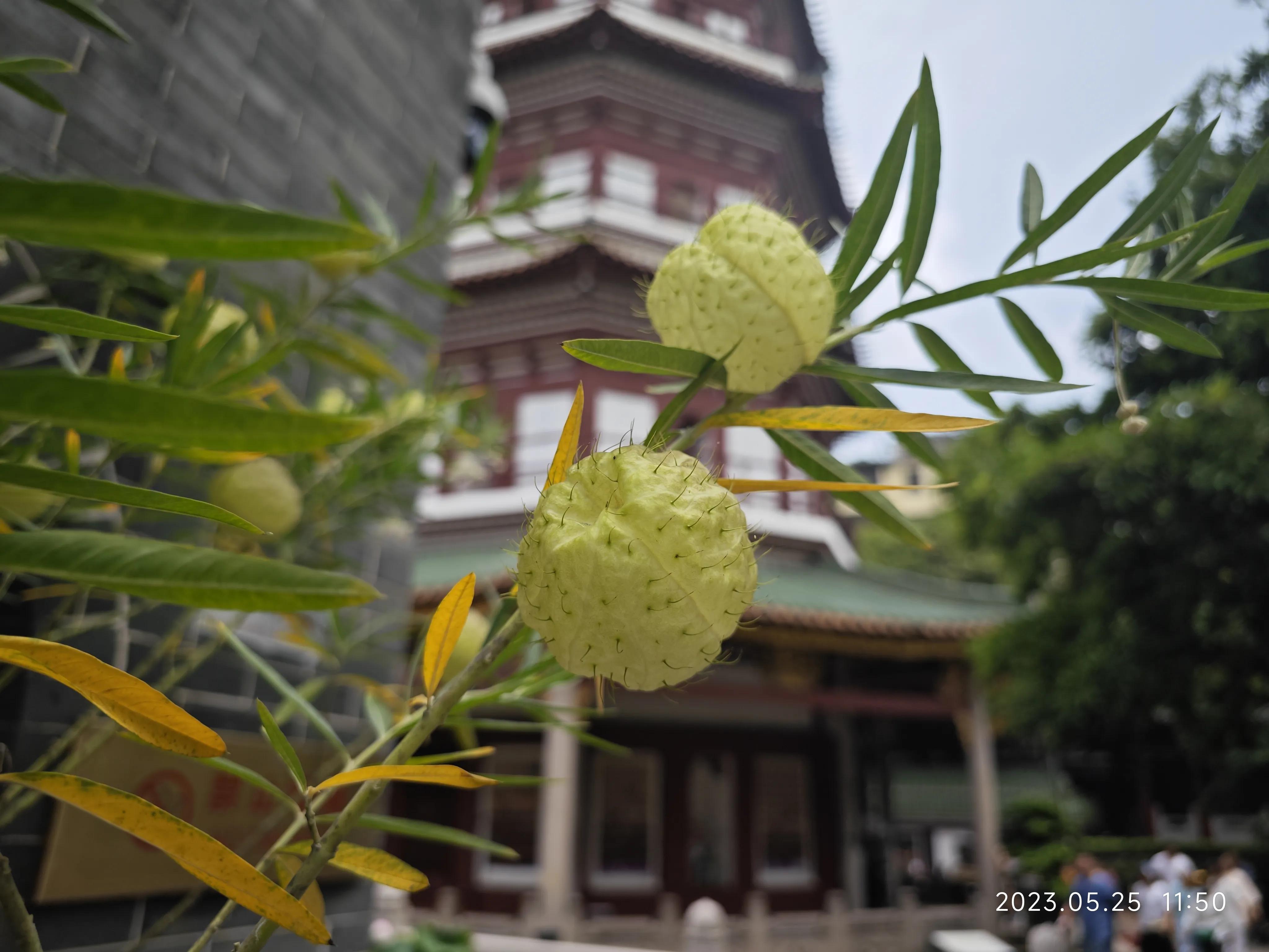 广州六榕寺求什么最灵,广州六榕寺传奇的寺庙