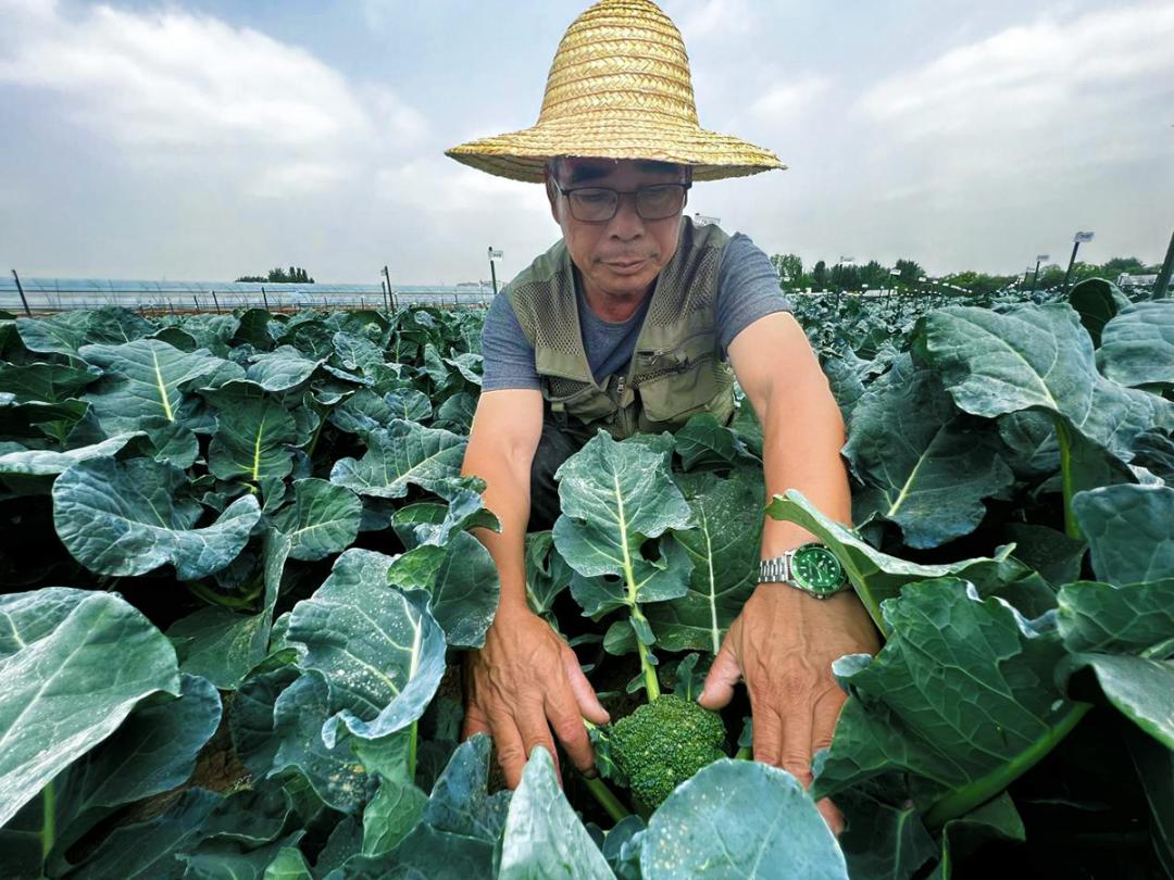 乡村振兴的大文章,小种子成长文章