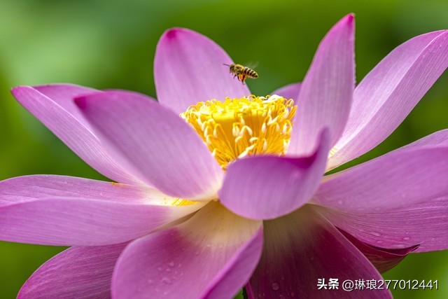 荷花是一种优雅高洁的美,荷花之美在于淡雅