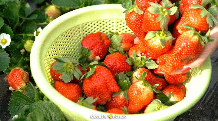 2022桂林周边摘草莓区域,桂林摘草莓的地方