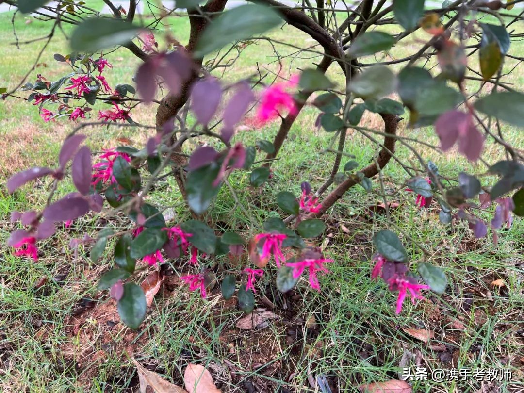 红花檵木的简介资料,红花檵木嫁接视频