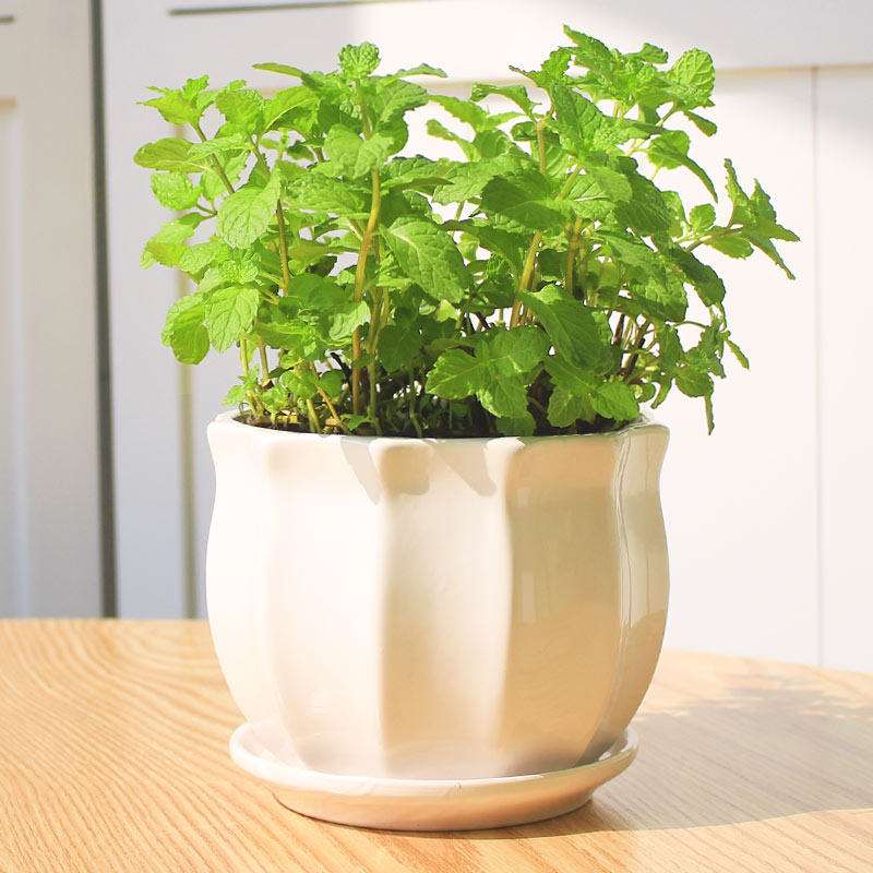 好养的可以泡茶的花,有哪些花可以作盆景