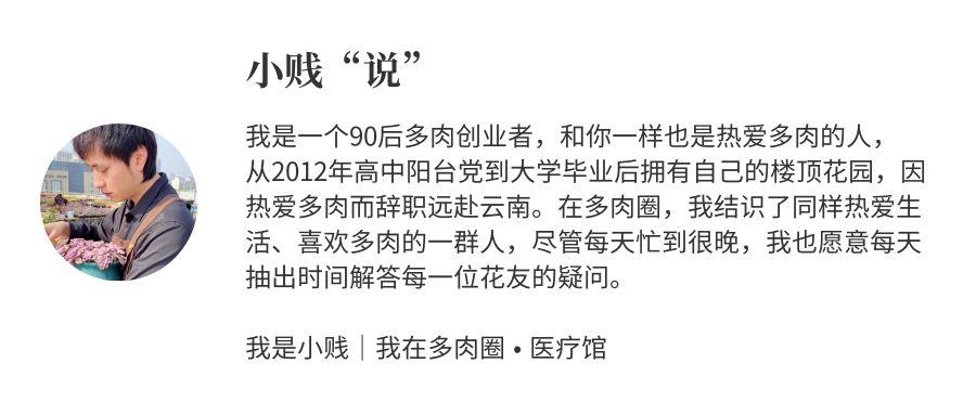 多肉长白霜病不喷药能好吗,多肉黑霉病的原因及治疗方法