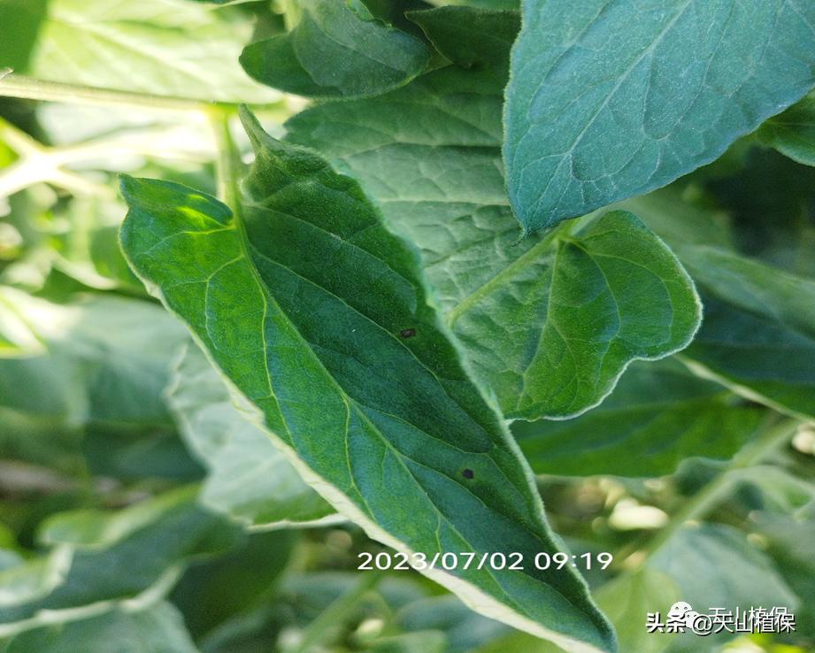 春季病虫害发生动态防控建议,当前病虫害发展实况及植保技术