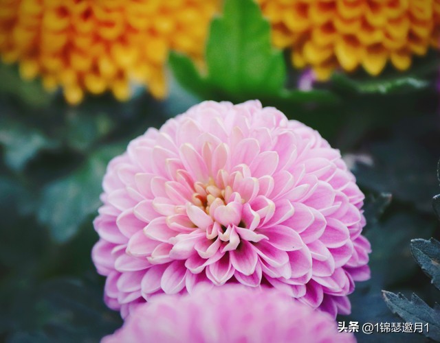 落英缤纷头条文章,落英缤纷芳草鲜美