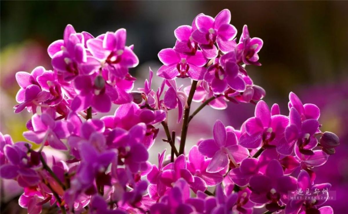 元宵节不出郑州能去哪里玩,郑州元宵节攻略