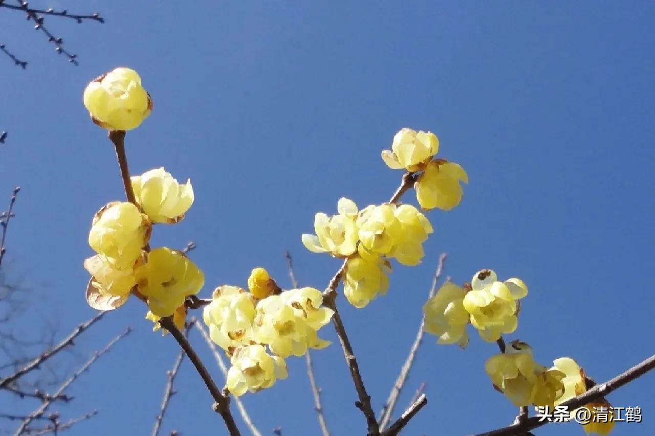 蜡梅夏季管理,秋季腊梅管理
