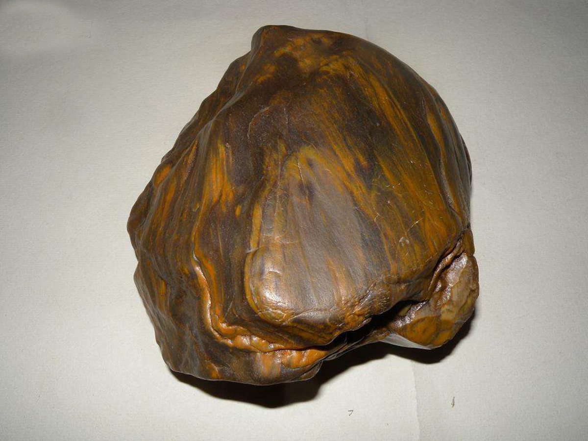 一亿年前的硅化木图片,硅化木是不是树化石