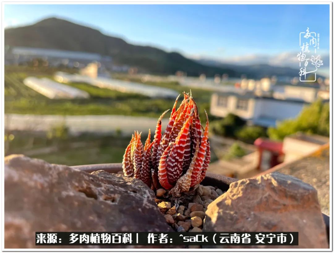 情不知所起一往而深歌曲,情不知所起一往而深完整版