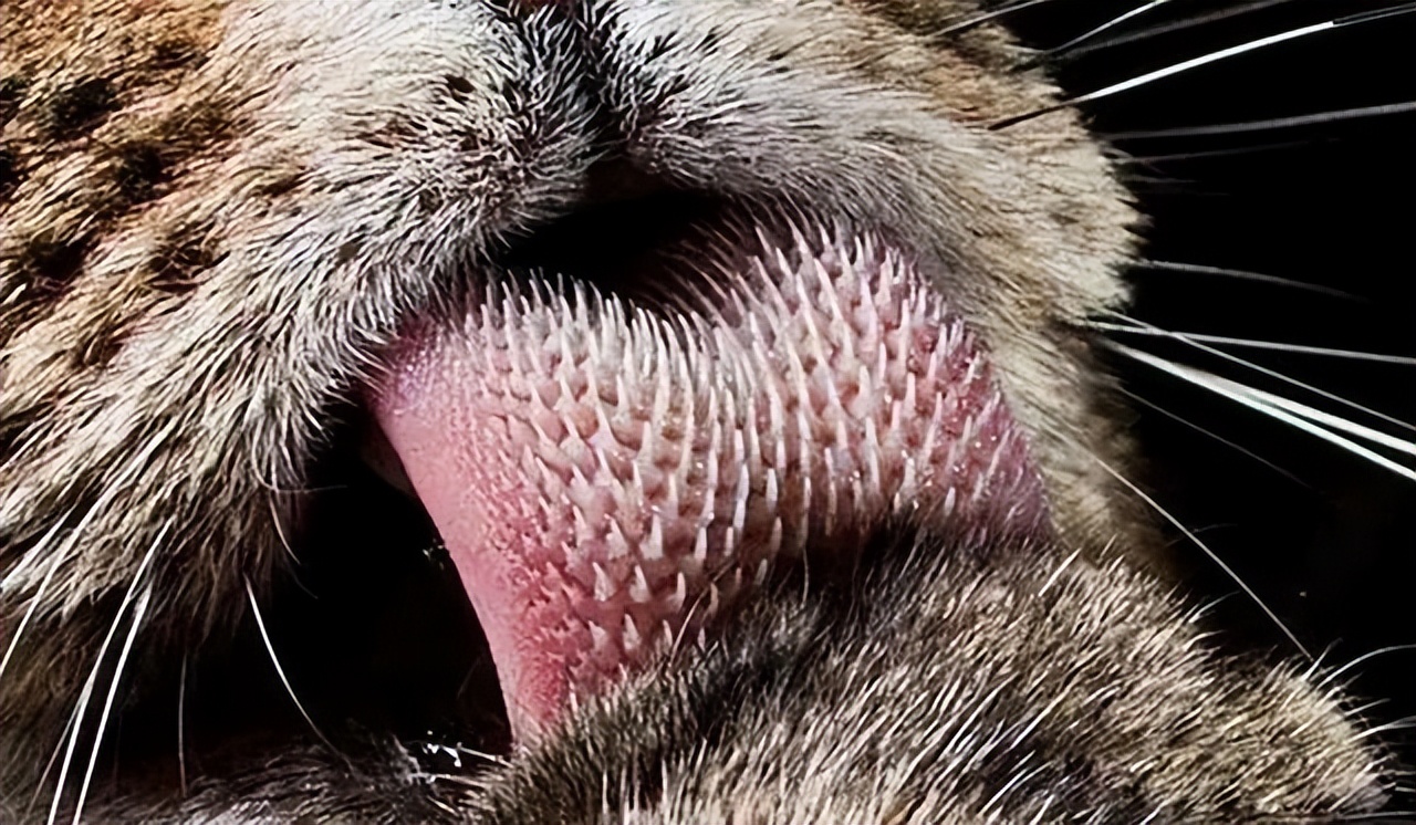 为何母猫在交配后，要转头攻击雄性？老虎舌头的倒刺又有什么用？