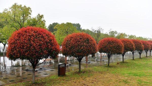 森禾红叶石楠,森禾2.0