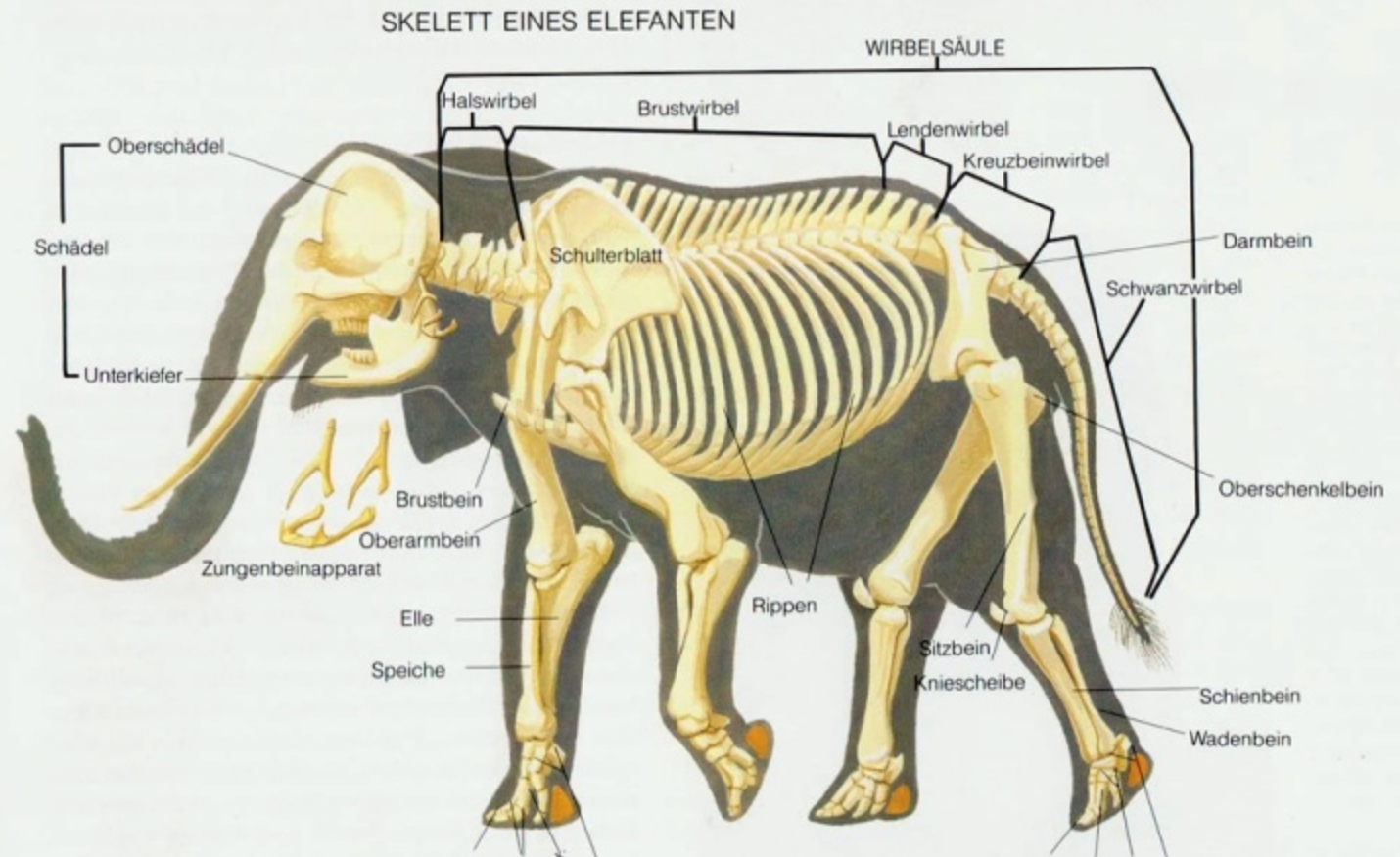 失去一条腿的大象,失去一条腿
