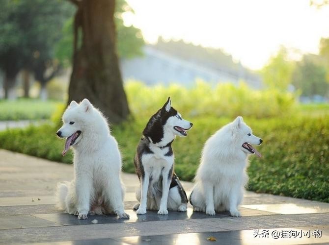 萨摩耶和哈士奇在一起会怎么样,萨摩耶跟哈士奇对比