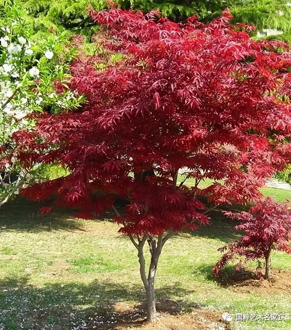 国粹艺术名家陈会明,国粹艺术名家陈德明