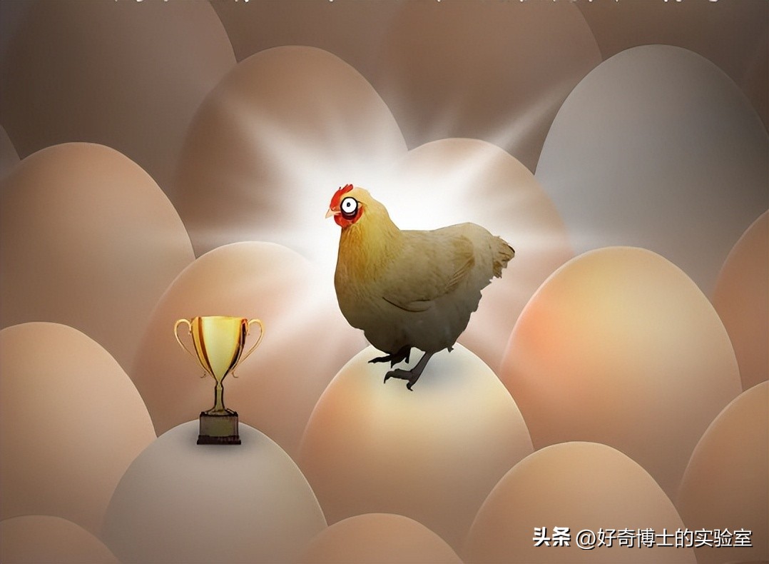 母鸡下蛋后为什么会咯咯叫，是因为屁股疼吗？