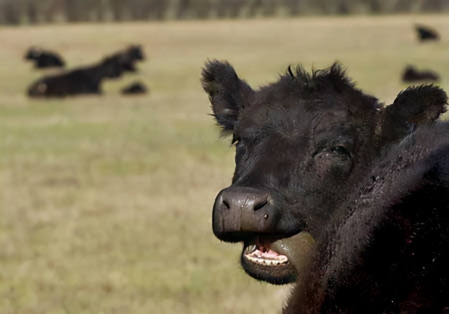 人类同类相食是怎么回事,人类基因有防止人吃人的吗