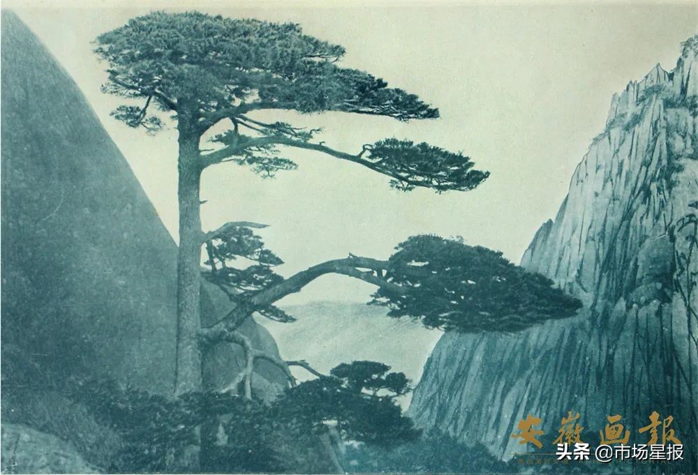 黄山迎客松守松人胡晓春,胡晓春黄山迎客松的守护者