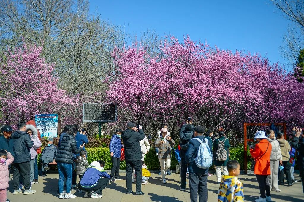 济南周边春天赏花全攻略,济南春日赏花攻略已送达