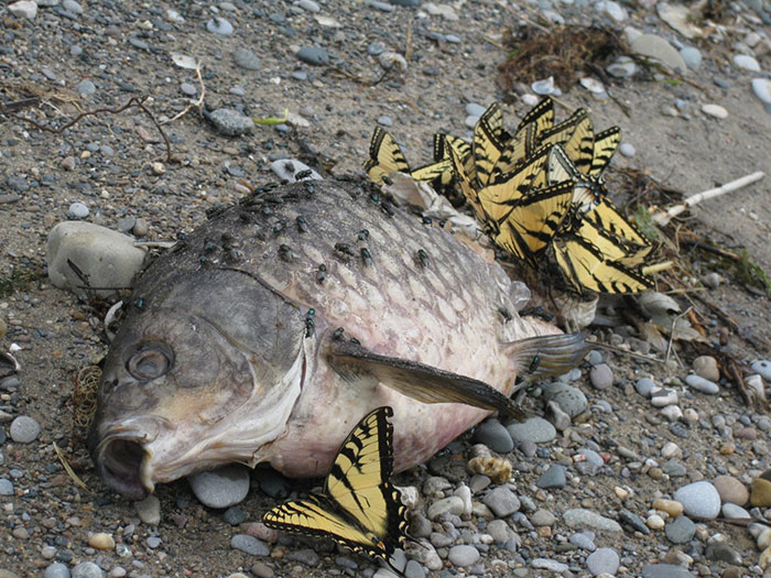 30张活久见的动物图,30张活久未见的老照片