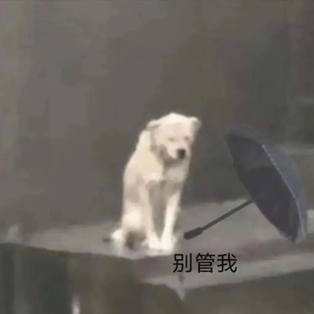 最近比较火的小狗表情包,最近特别火的小狗表情包