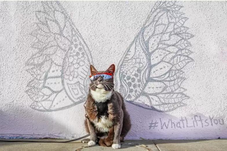 天生没眼睛的猫咪,天生没有眼睛的猫