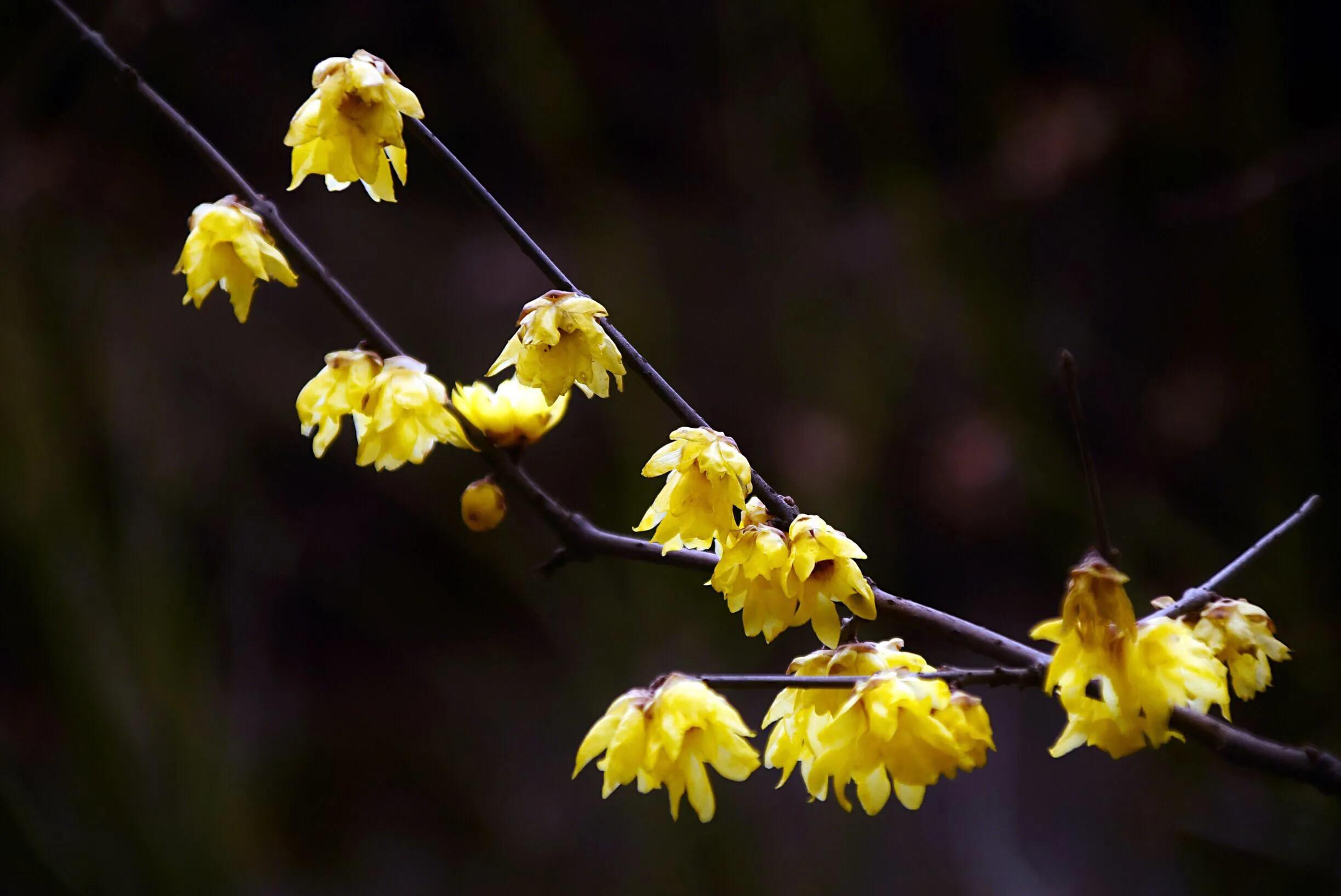 花卉摄影秋日的浪漫,花卉摄影春暖梅花开