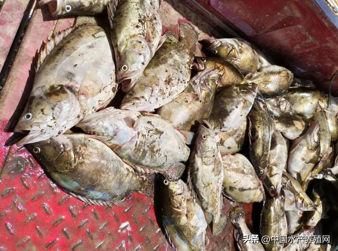 大量死鱼应该怎么处理,大量死鱼危害如何处理