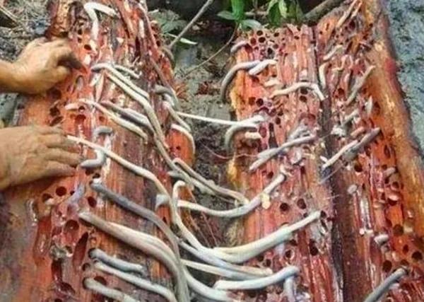 鍥藉榛戞殫缇庨鏂欑悊,鍥藉10閬撲护浜哄穿婧冪殑榛戞殫鏂欑悊