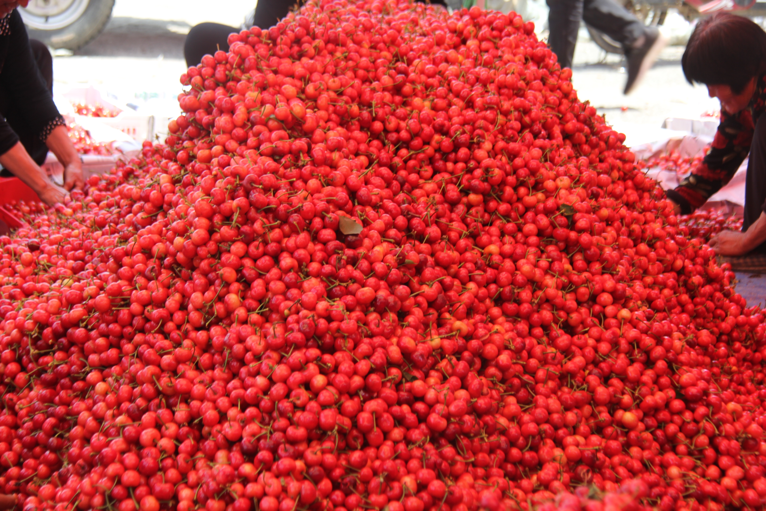 栖霞市庙后佳红樱桃苗,山东烟台庙后大樱桃产业基地