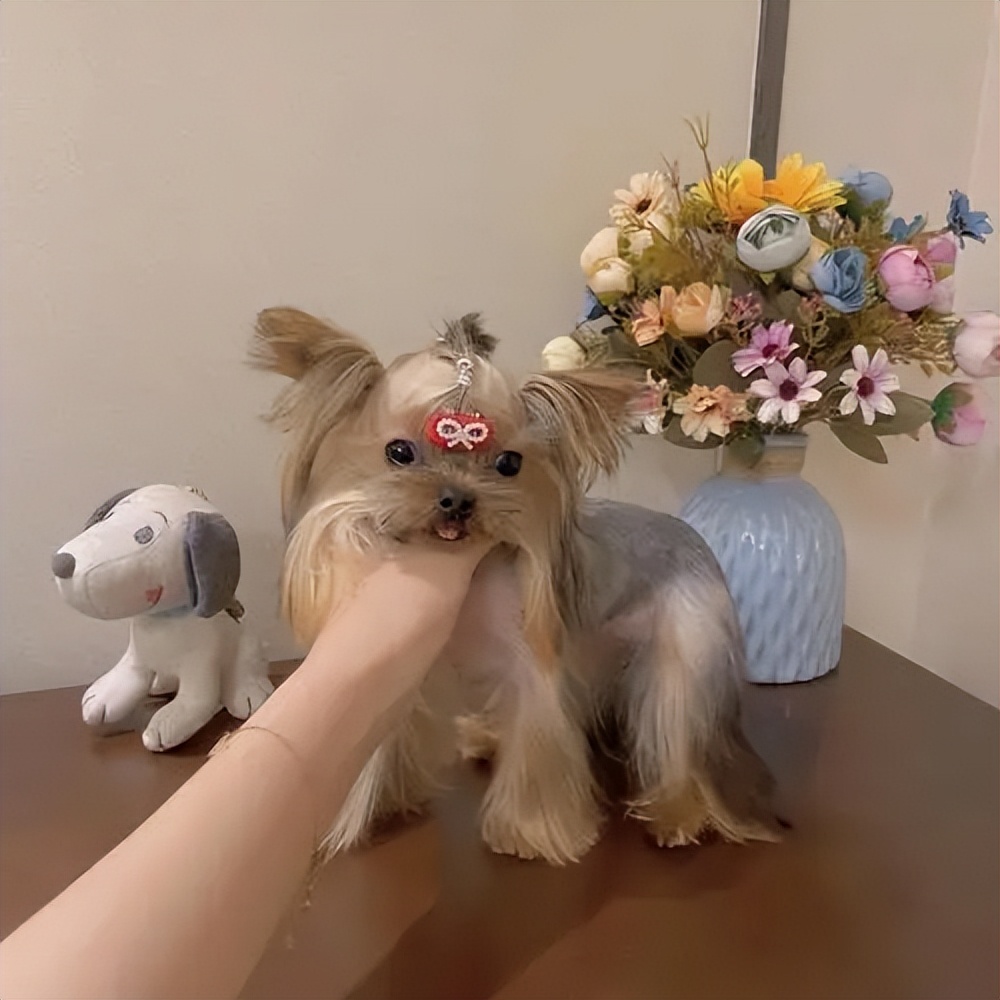 最适合懒人养的狗约克夏,养狗就养约克夏