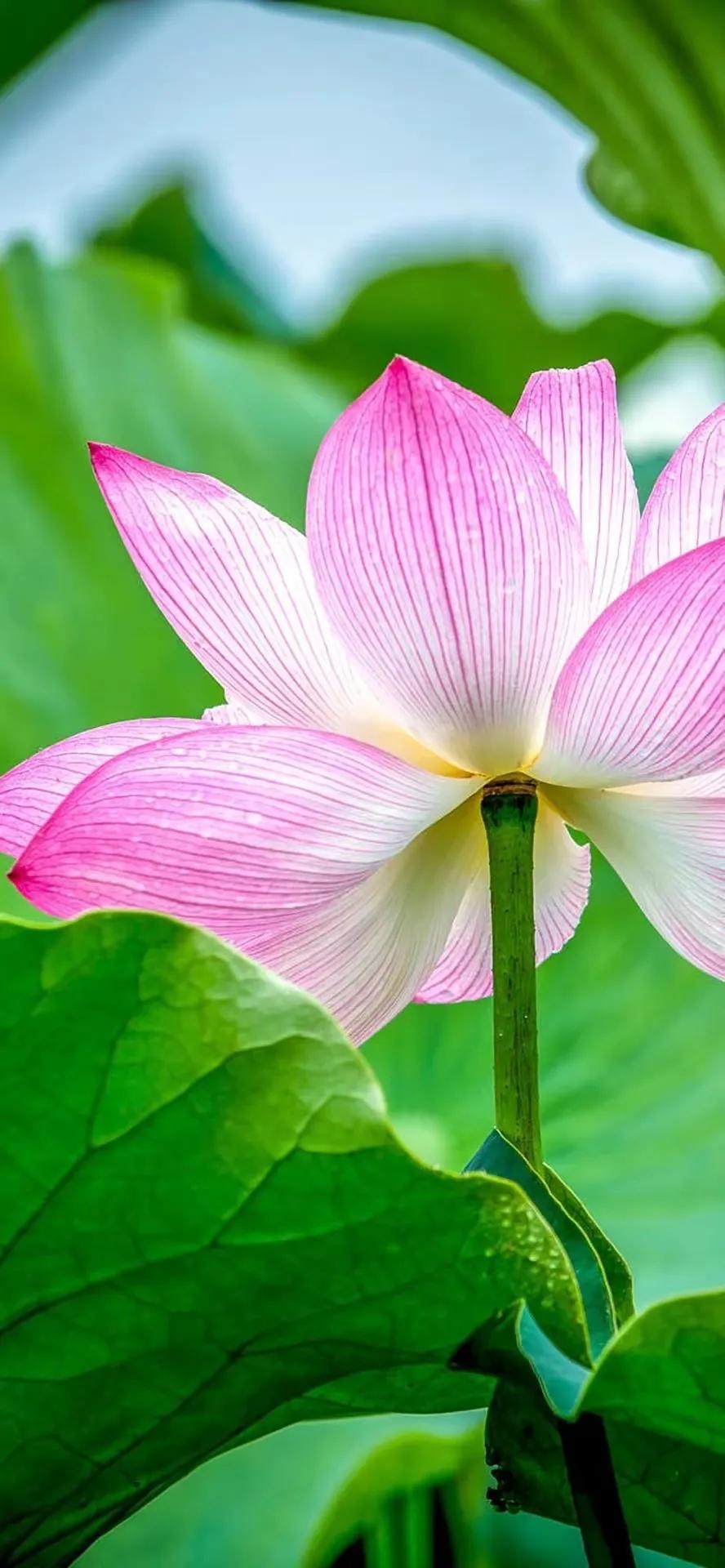 荷花千瓣莲唯美高清大图壁纸,唯美荷花壁纸手机超清全面屏