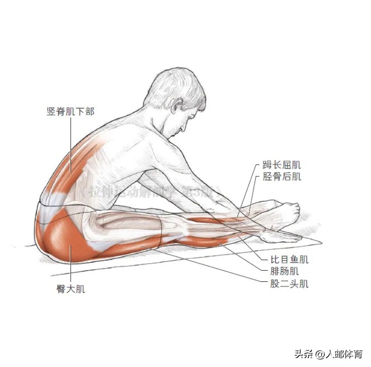 在沙发上锻炼,久坐一族伸展练习方法