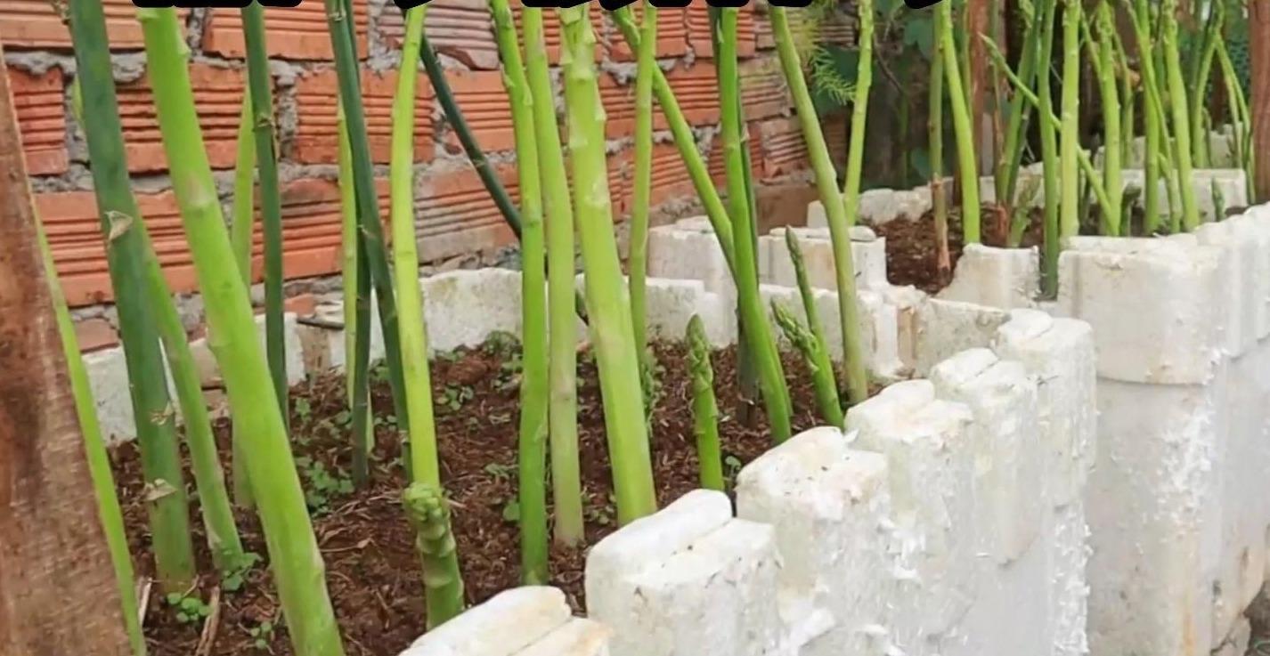 阳台种菜种哪些长得比较快,阳台种菜推荐种什么