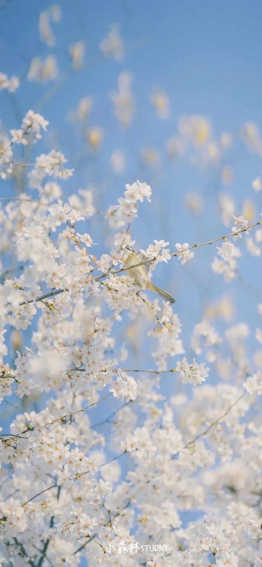 壁纸超清4k幸运壁纸,阴阳师壁纸动态壁纸高清全屏90帧