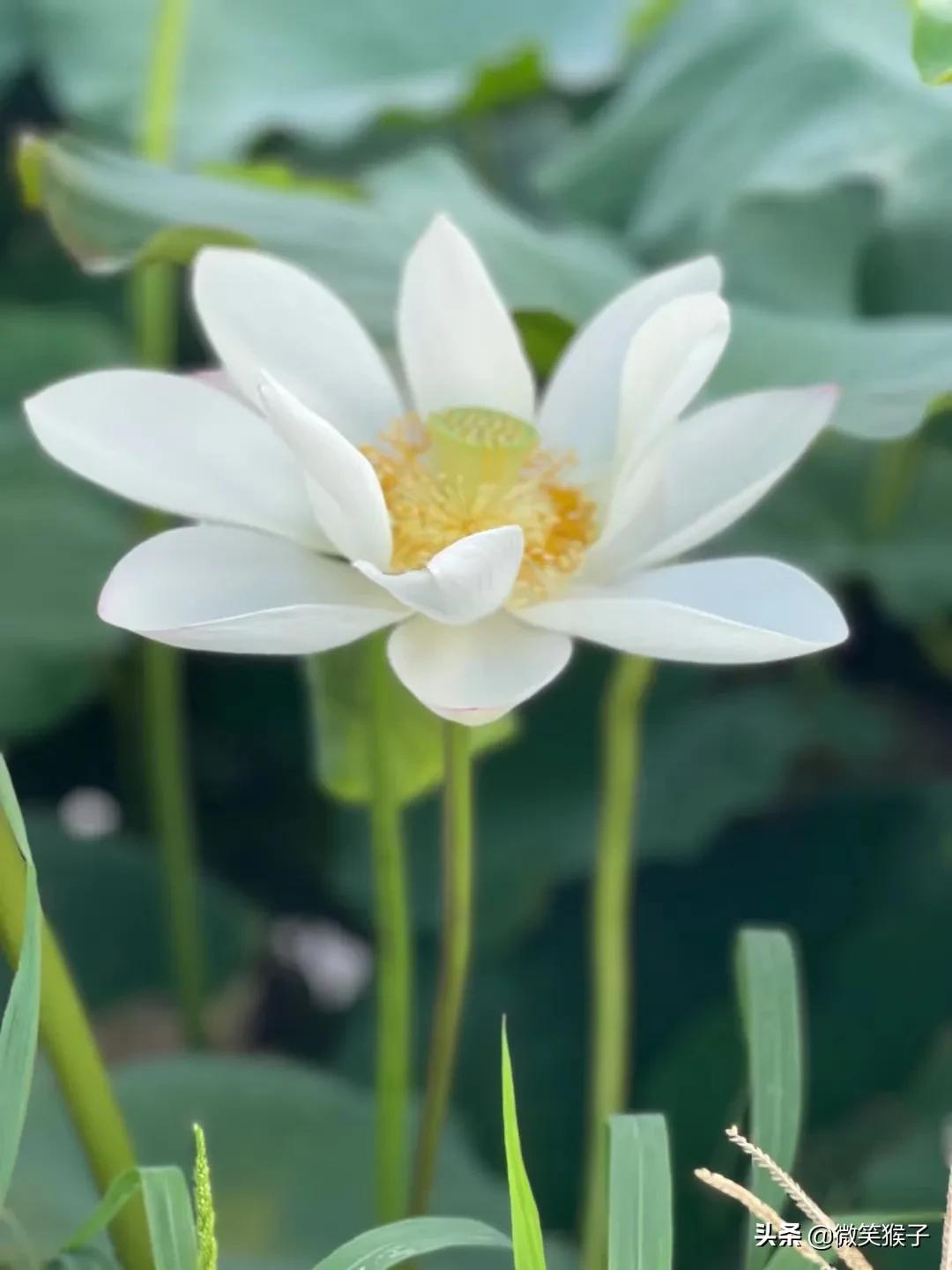 城市里的氧吧,广州番禺莲花山旅游区