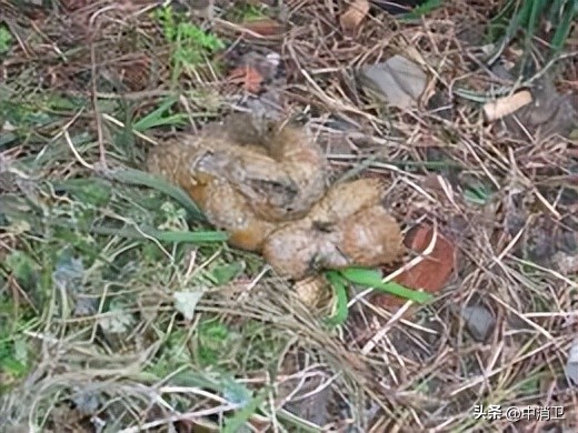 虫害控制的最新标准,虫害控制预防分哪几个阶段