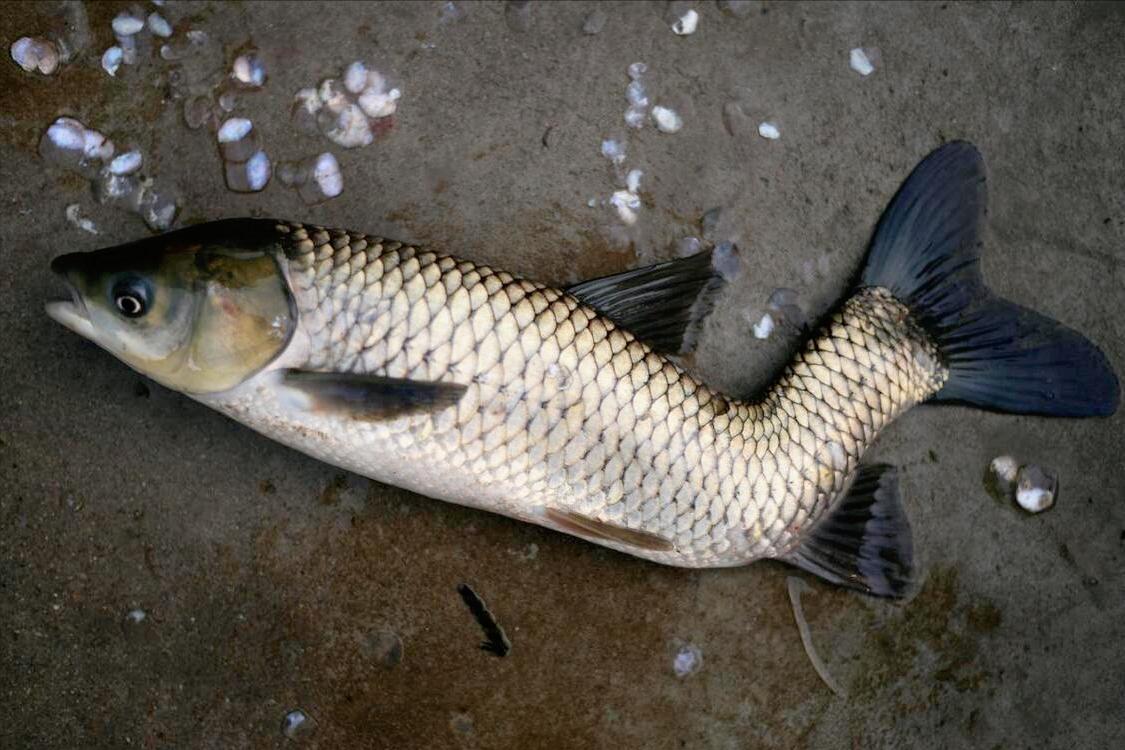 看到这五种鱼千万别买,这3种鱼最好别买