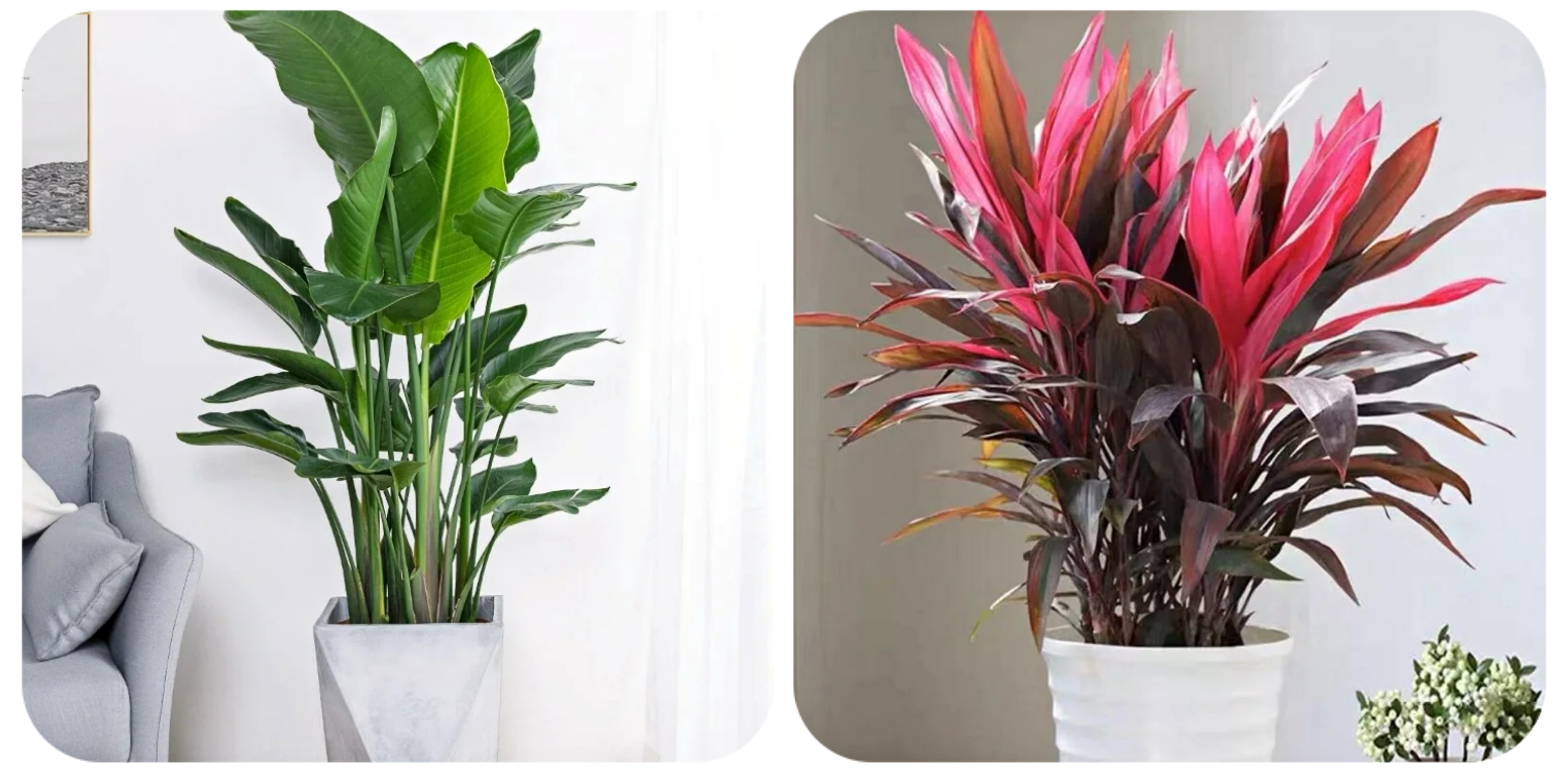 阳台上可以种什么蔬果,阳台上适合种的蔬果